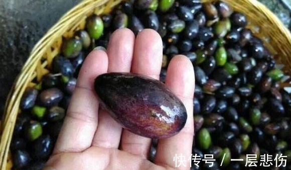 农村|农村一种果子很稀有,城里人出高价吃不到,能清热解毒消肿止痛