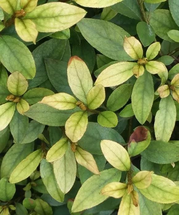 花儿喝点“美容水”，黄叶变绿叶，新芽呼呼长，花都开疯了