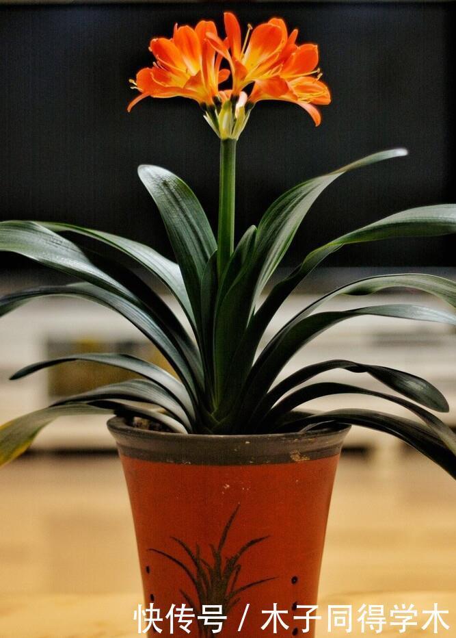 君子兰春天“翻盆”,花盆有讲究,选错了耽误“长新叶”