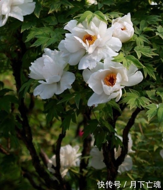 姻缘|7月份，桃花灿烂，爱情余烬复起，与前任仍有姻缘存在的4属相