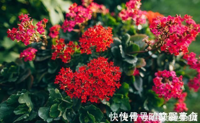 发黄|腊月不可错过的5种富贵花,随便养一盆,富贵上门来