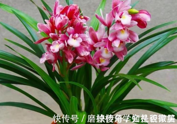 阳台再小,也要养一株香妃兰,典雅别致香味怡人,开花美如仙女