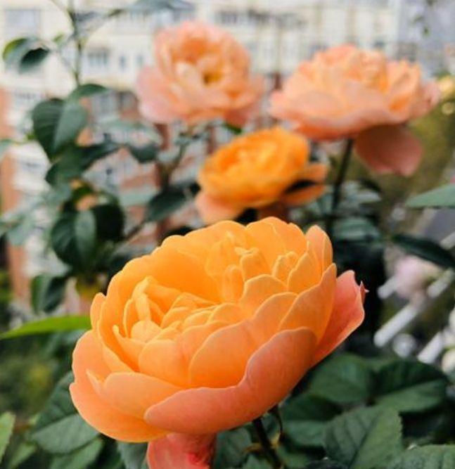 4种花,扔土里就能开花,花期长,颜色丰富,年年开花美翻