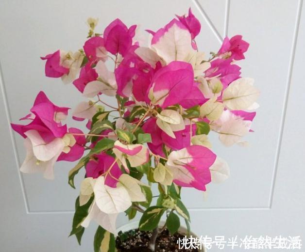 三角梅这些品种最勤花，一年四季开不停，花多得不见叶！