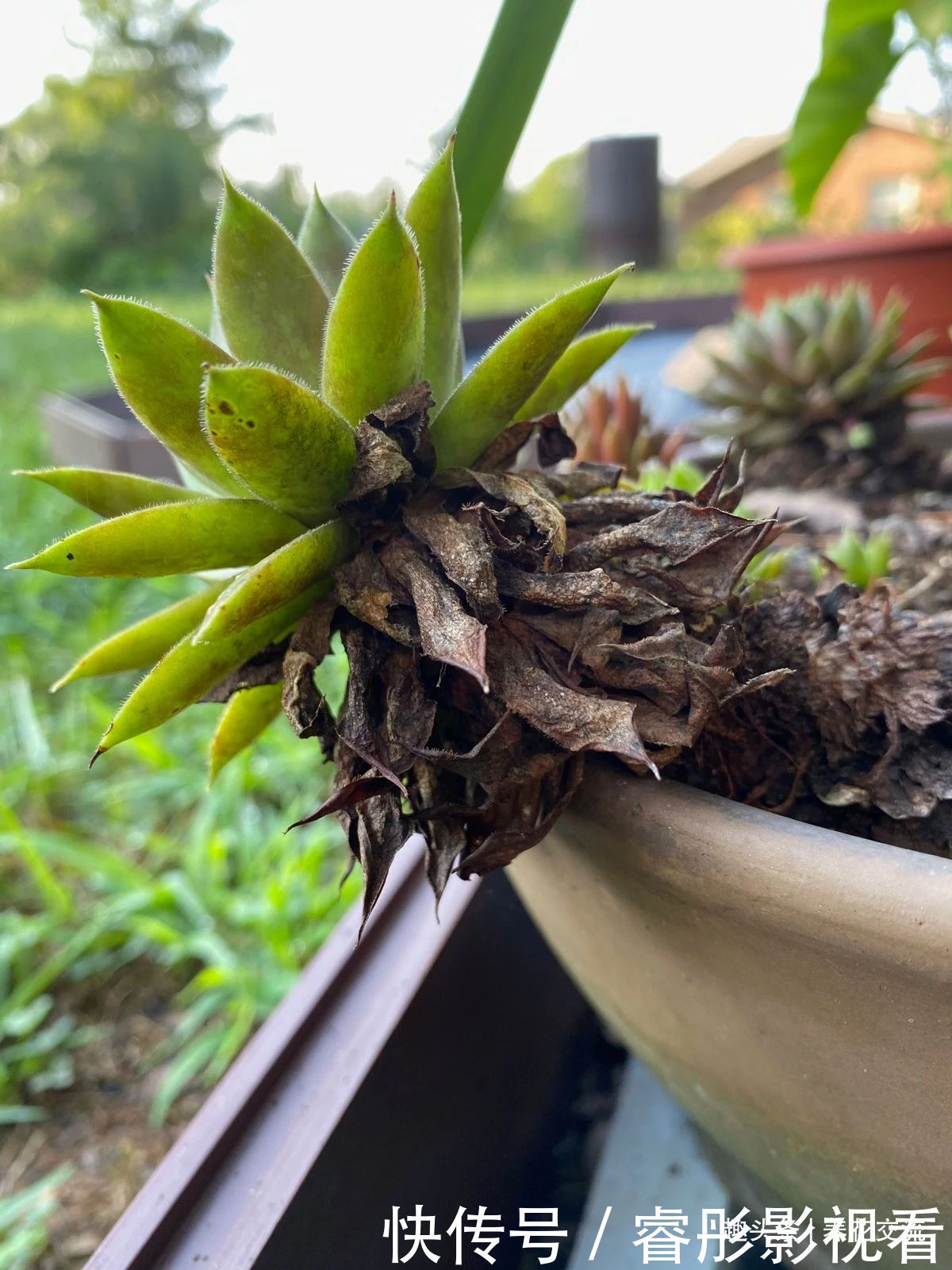 常年“爆崽”的长生草多肉,原来是开完花就挂,你能将它养好么?