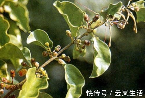 止咳|这种不起眼的小草,却有润肺止咳的功效,感冒小伙伴的最爱!