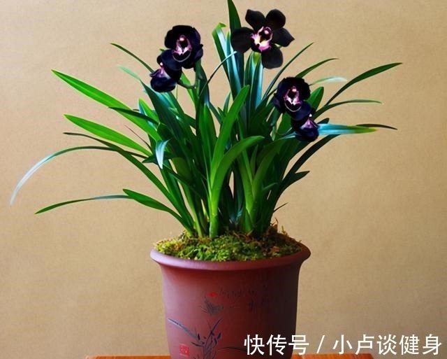 光照|最不像兰花的兰花,被誉为是兰花界的“黑魔法”,值得居家养护!