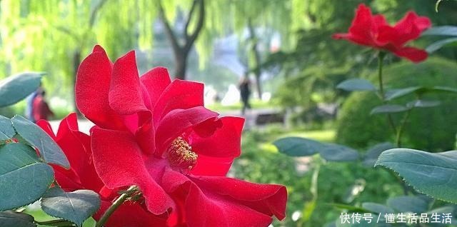 月季长势差不用怕,土壤中添一物,就能让植株长得旺盛,富有生机!