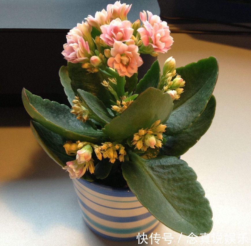 花色|丹麦盆栽花卉之冠圣诞伽蓝菜长寿花色丰富,理想的室内花卉