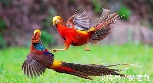 红腹锦鸡$老农发现“怪鸟”,风雨无阻投喂4年,专家:这是山海经里的凤凰