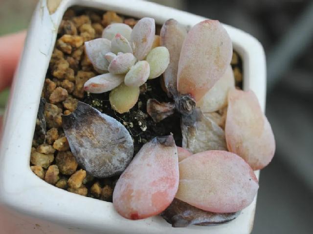 雨水|10种不能淋雨的花，淋完雨就死，盆栽养花注意事项