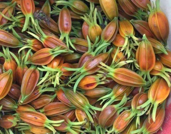 黄栀子|女性常吃此物,不贫血,没白发,不近视,抗衰老,好处多多