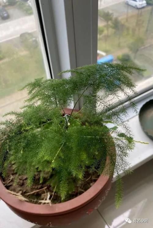 文竹有“三怕”,避开养,黄叶烂根很少见,蹭蹭往上长