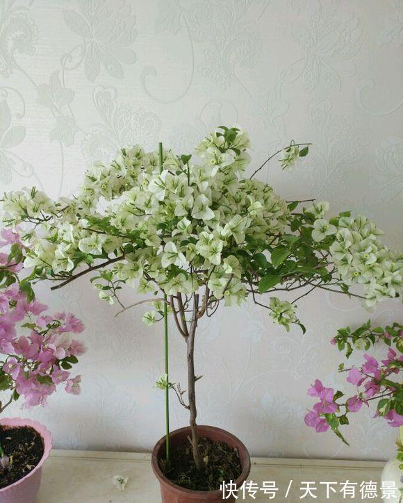 绿萝|一场秋雨一场寒,秋雨后适合扦插6种花,爱生根,爱生长