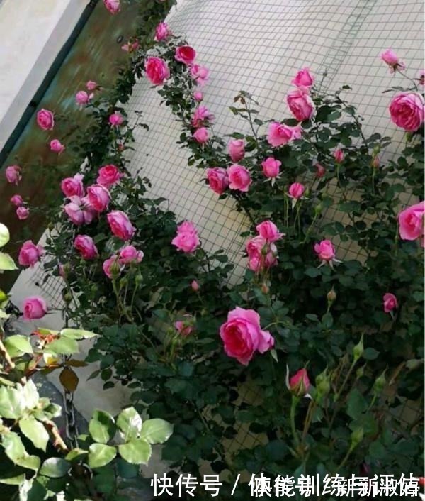 奥斯汀|他痴迷养花，露台养了100多盆花，盆盆美爆，惊艳全小区！