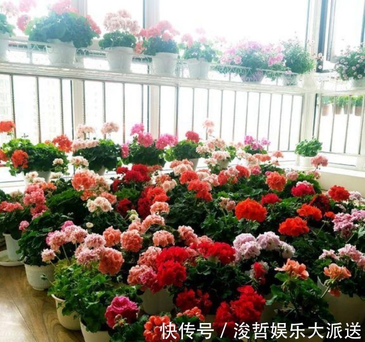 修剪|“4种花”懒人、新手都能养的好,一言不合就爆盆,你一定喜欢