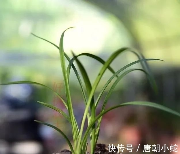 肥料|兰花生命力很强，决定能否种植成活的，并不是土壤与肥料