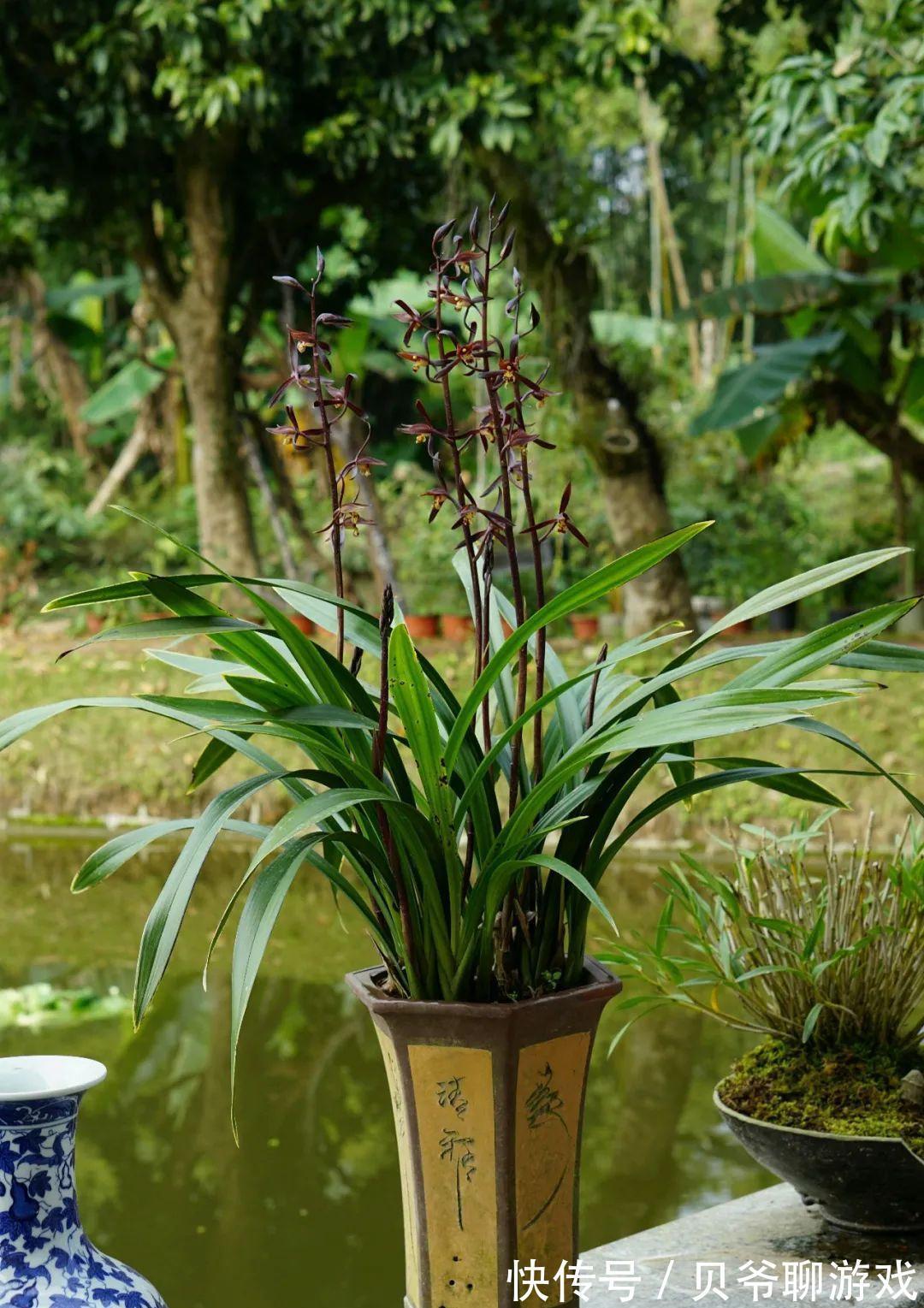 日照|全面分析阳台环境给兰花带来的不适,轻松攻克兰花的“阳台病”!