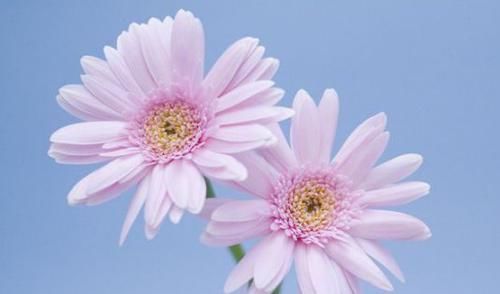  能养|适合新手养的4种花，栽培不难，开花美丽，香气浓郁，北方也能养