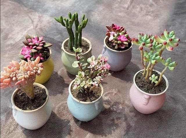 多肉不过夏,只要记住几个要点,完全不用担心多肉会挂掉