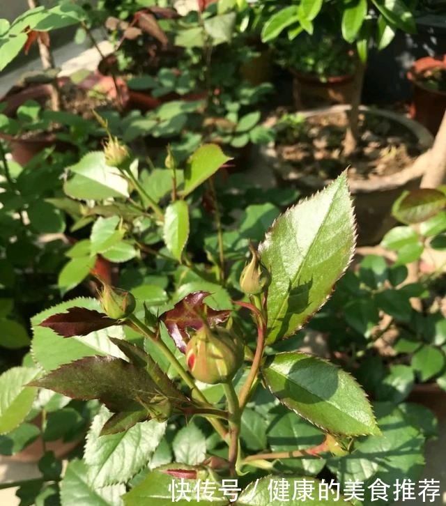 有3种情况,月季长出花苞就要掐掉,不然月季长不好!