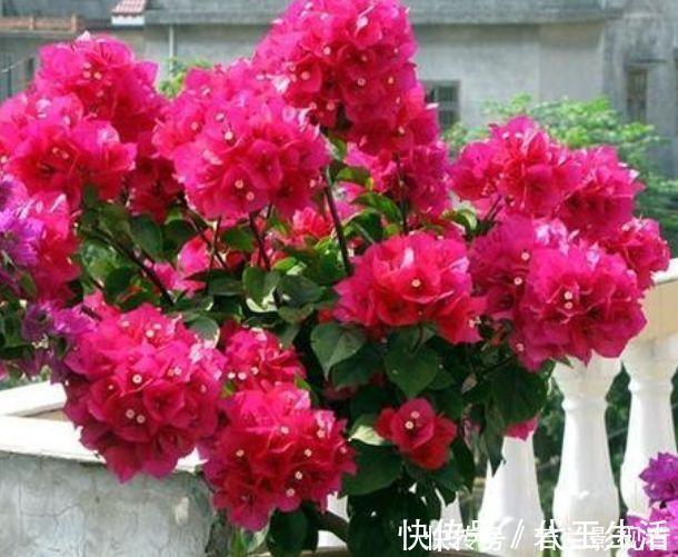 三角梅|家有院子,一定要养“3种花”,好养又漂亮,一开就是300多天!