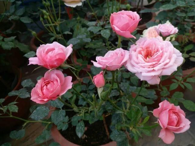 栀子月季，花还没开就发黑掉落，这些原因一看就懂！