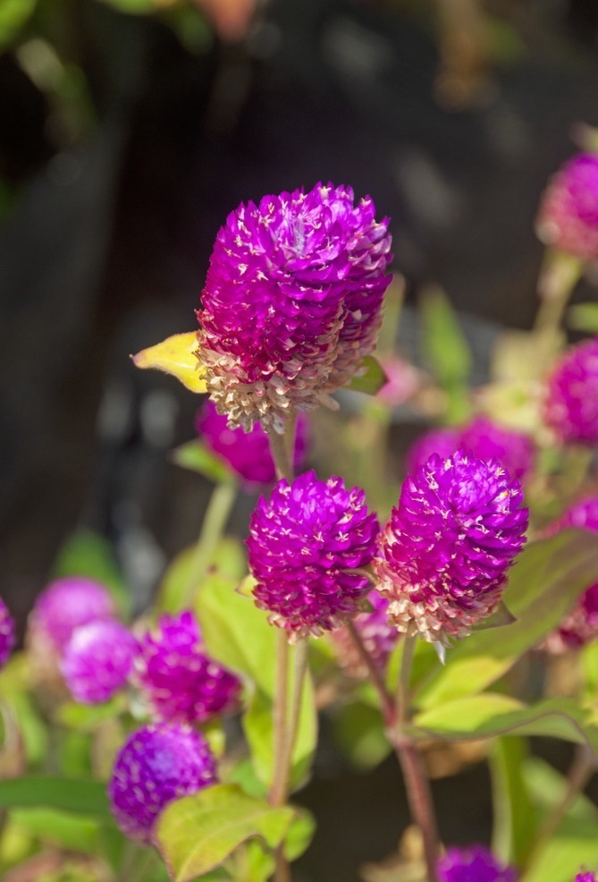 此花所代表的是不灭的爱，花色不会褪色，十分的鲜艳
