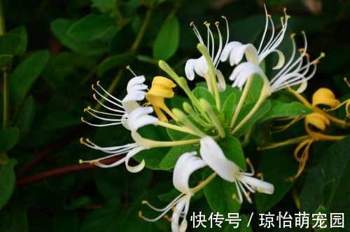 它忍住寒冬,迎来至善至美的大境界,一个“忍”字教我磨难人生!