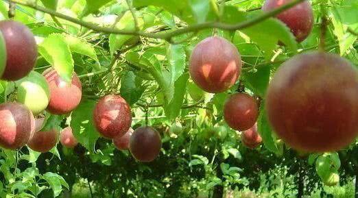 补虚益气|女性不想变成黄脸婆,不妨多吃以下食物,补虚益气,滋养肝肾