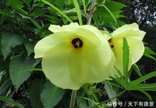 这花,花朵鲜艳价值高,能见到已经是福气,你见过没?