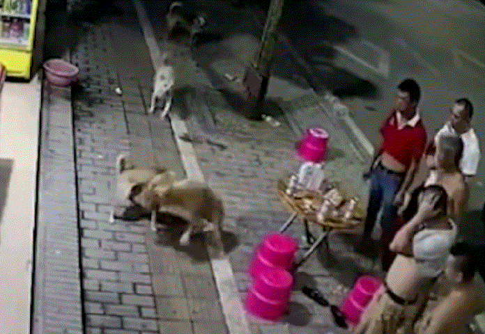 |搞笑gif:对于这种长着虎牙的妹子没有一点抵抗力,哈哈哈