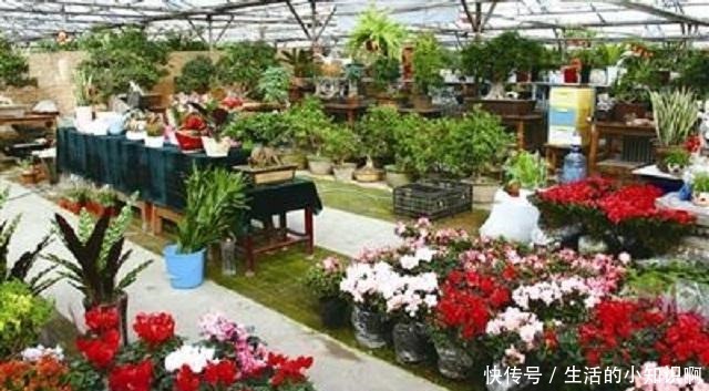 在花卉市场买花,要牢记“3不看”,不然买回“假花”,一养就死!