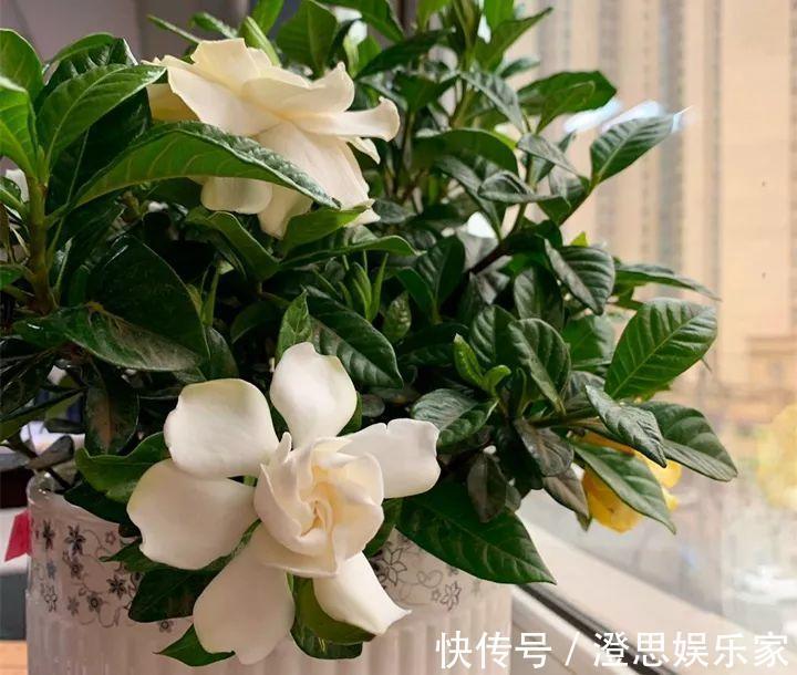 叶子|长寿的花苞迟迟不开用它喷两次,很快就能鼓起来!