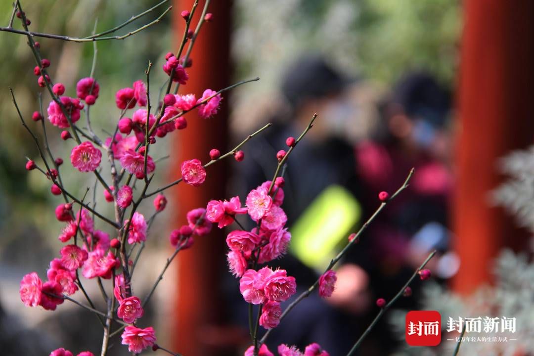 成都|踏春赏花去哪里？这份指南请收好 成都首次发布公园城市春花观赏指数