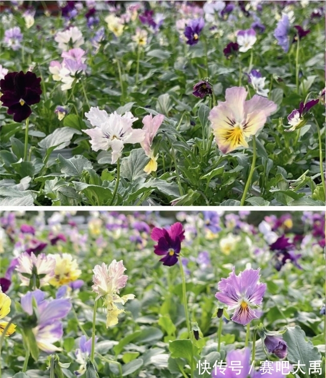 特耐寒的花,冬天照样能爆盆,颜值不输牡丹