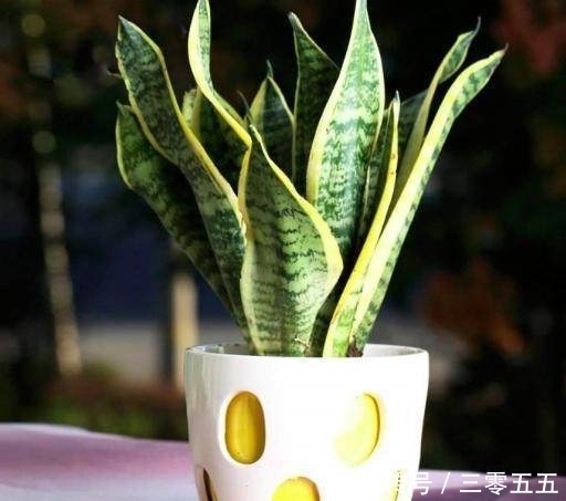 疯了|想让虎皮兰长得快、开花多，掌握这几个小妙招，直接长疯了！