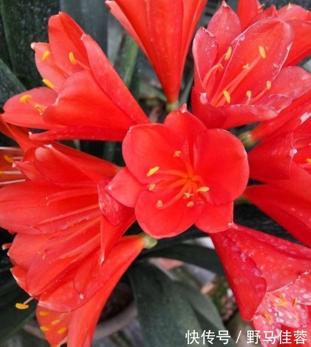 这五种“花卉”都是懒人花,每月浇水一次,不会烂根,远离黄叶