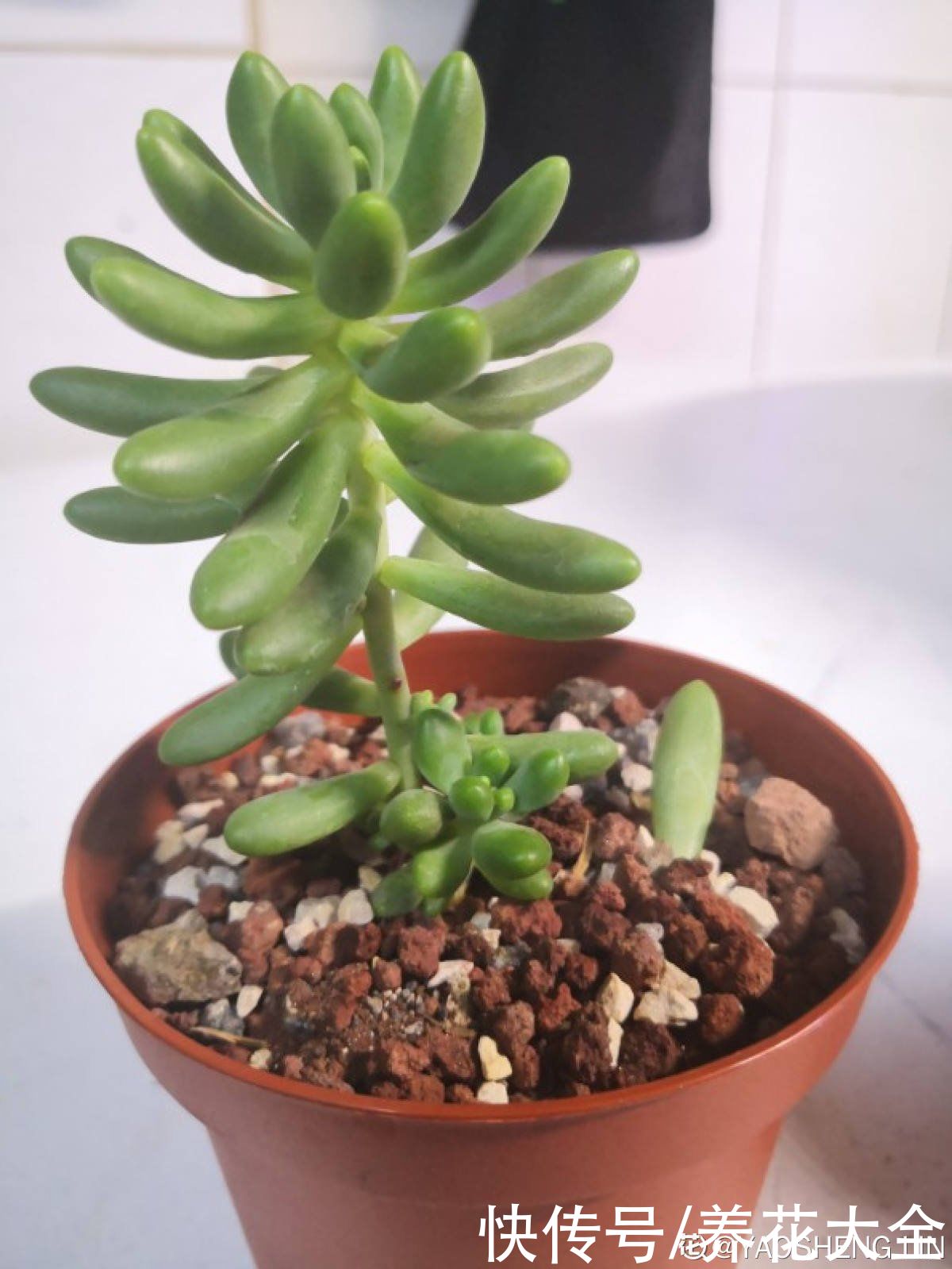 佛手|人气超高的景天科多肉，选得好也要养得好，网友：太美了