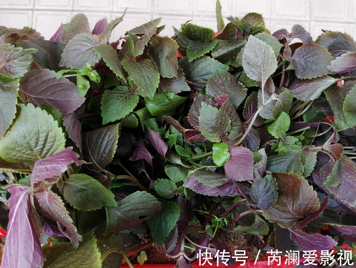 野菜|原名“紫舒”，是野菜也能入药，吃了会让人舒服，还是天然防腐剂