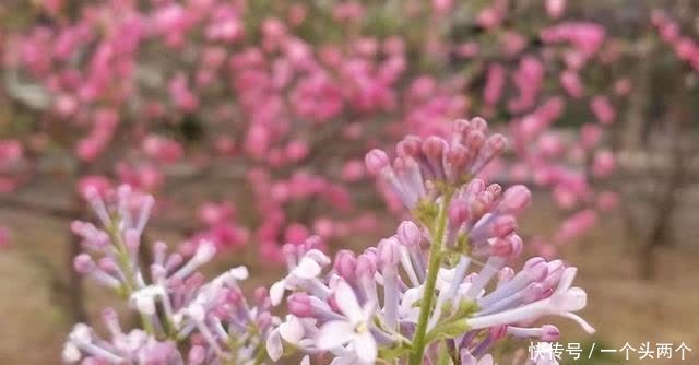 那一株丁香,今年三月你在哪儿盛开