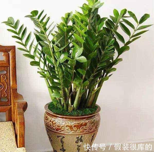 农历九月十八霜降后，养什么花？家里养3种花，大吉大利喜气盈盈