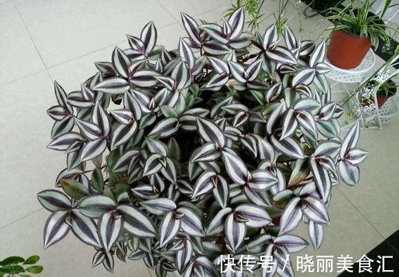 5种“彩色吊兰”,比绿萝更好看,关键是比绿萝好养的多
