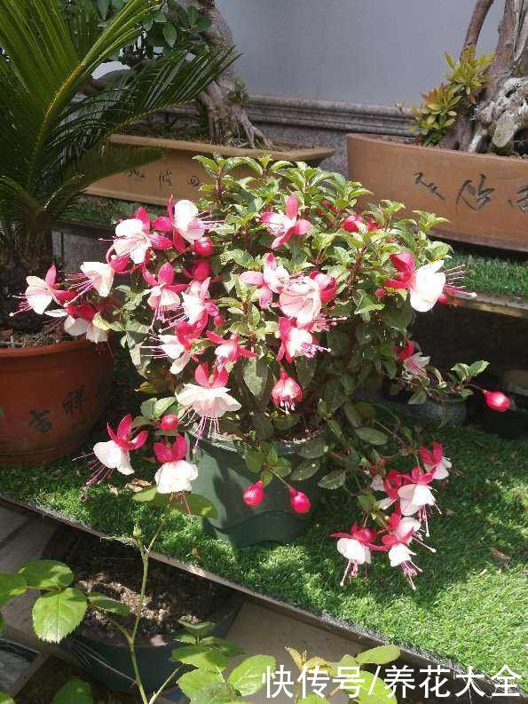 倒挂金钟总掉花苞，原来是一个问题没注意，套个塑料袋就解决