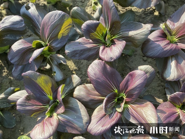 育种|青菜你爱吃菜梗,还是菜叶?默默成长20年,青菜界“紫霞仙子”揭开神秘面纱