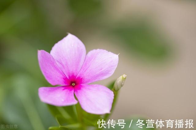 建议大家:逛花市碰到5种花,别犹豫,虽然便宜但巨好养