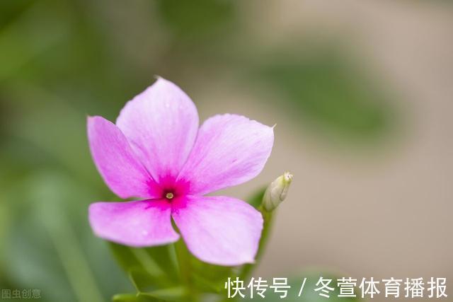 四季海棠|建议大家：逛花市碰到5种花，别犹豫，虽然便宜但巨好养