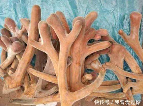 中药|价值不亚于人参，鹿茸被列为珍贵之品的补阳中药，究竟有何功效