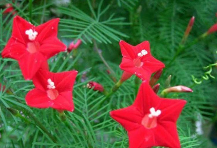 超好养的几款花,养护简单花朵漂亮,家里都有花赏