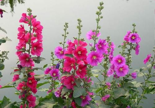 4种花，开花量大，花色丰富，养在家里开成花海，特别的漂亮